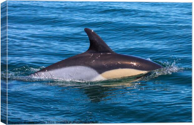 Dolphin Swimming in the Algarve Canvas Print by Chris Dorney