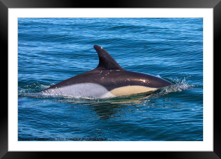 Dolphin Swimming in the Algarve Framed Mounted Print by Chris Dorney