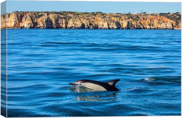 Dolphin Swimming in the Algarve Canvas Print by Chris Dorney