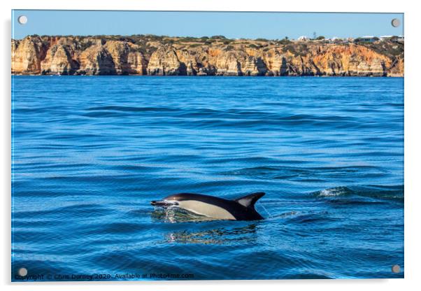 Dolphin Swimming in the Algarve Acrylic by Chris Dorney
