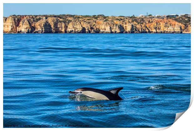 Dolphin Swimming in the Algarve Print by Chris Dorney