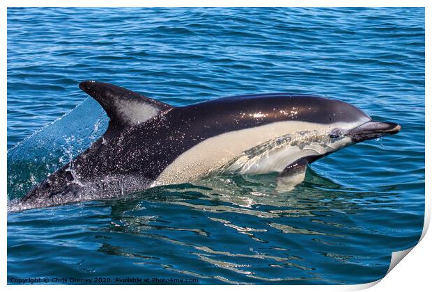 Dolphin Swimming in the Algarve Print by Chris Dorney