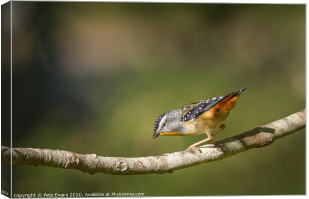Spotted Pardalote Canvas Print by Pete Evans