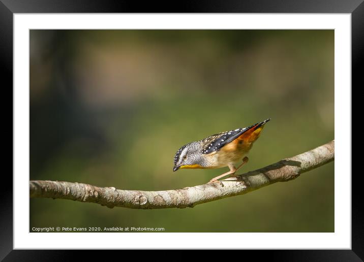 Spotted Pardalote Framed Mounted Print by Pete Evans