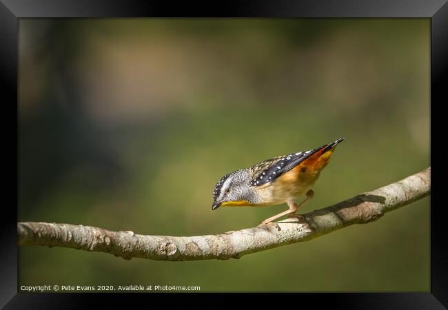 Spotted Pardalote Framed Print by Pete Evans