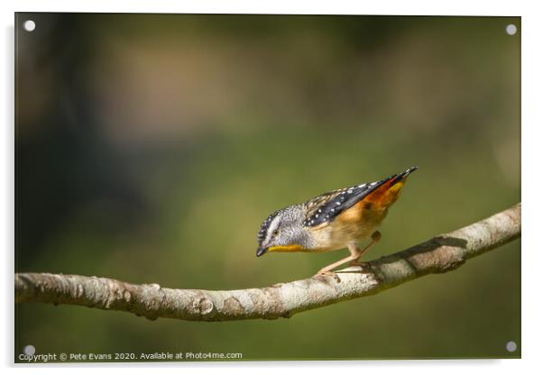 Spotted Pardalote Acrylic by Pete Evans