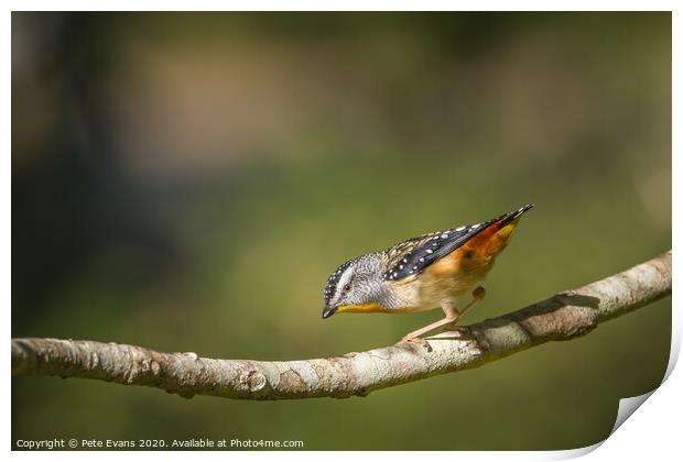 Spotted Pardalote Print by Pete Evans