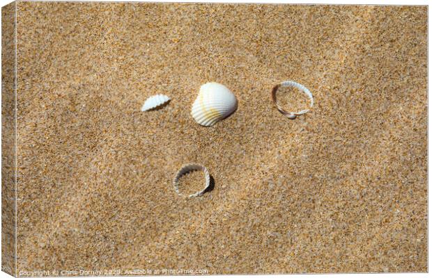 Sea Shells on a Sandy Beach Canvas Print by Chris Dorney