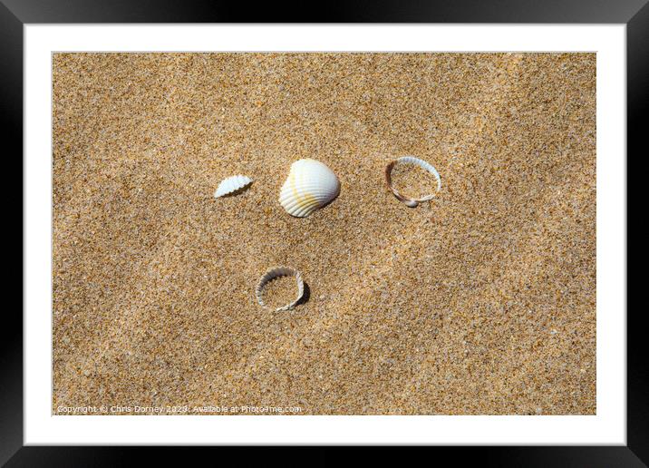 Sea Shells on a Sandy Beach Framed Mounted Print by Chris Dorney