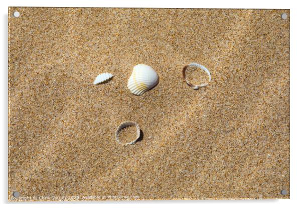 Sea Shells on a Sandy Beach Acrylic by Chris Dorney