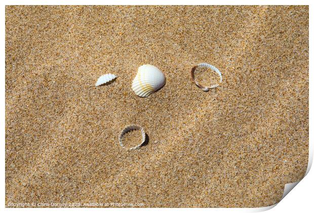 Sea Shells on a Sandy Beach Print by Chris Dorney
