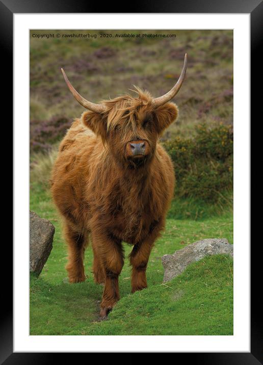 Rugged Highland Cow Framed Mounted Print by rawshutterbug 