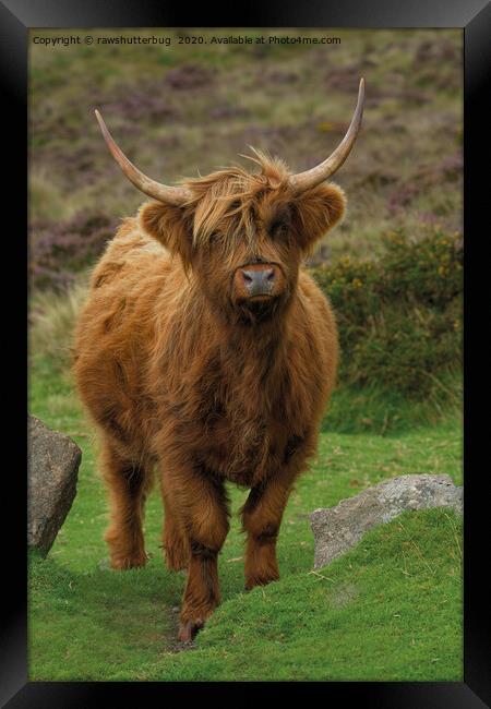 Rugged Highland Cow Framed Print by rawshutterbug 