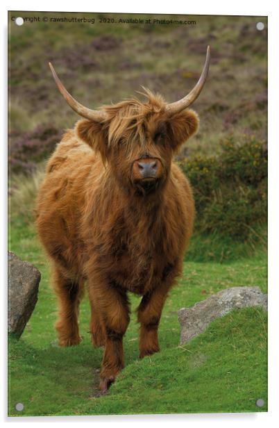 Rugged Highland Cow Acrylic by rawshutterbug 