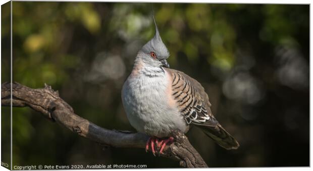 Crested Pigeon Canvas Print by Pete Evans