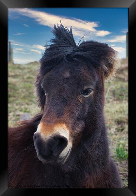 Pony in the Wind Framed Print by Mike Dale