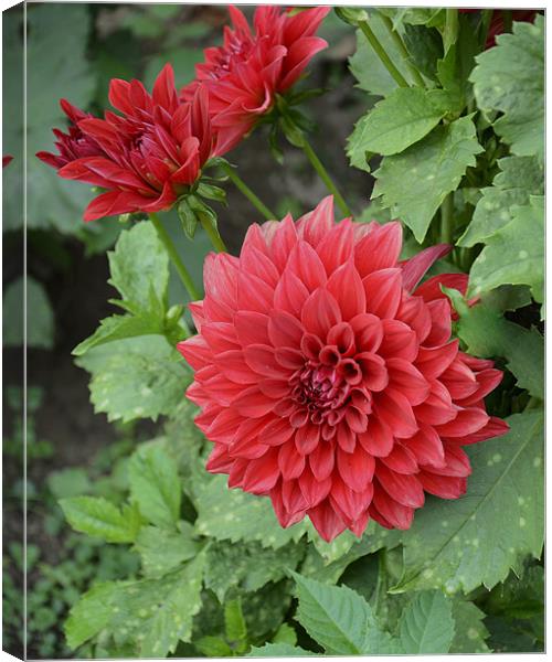 twodahlias Canvas Print by Hassan Najmy