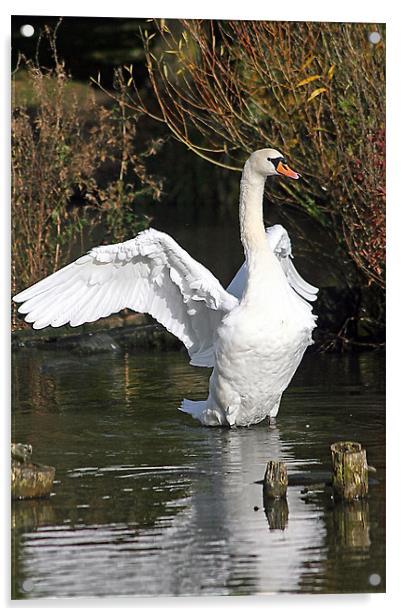 Swan Acrylic by Doug McRae