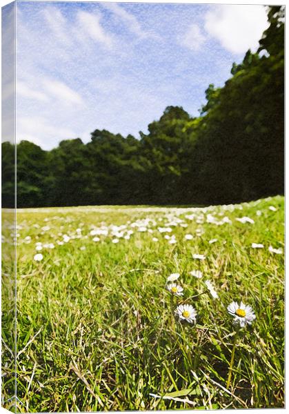 Field of Daisies Canvas Print by Jeni Harney