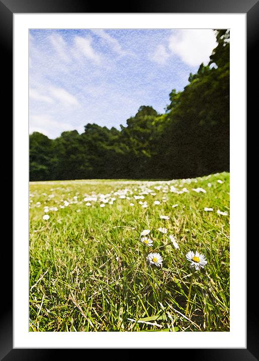 Field of Daisies Framed Mounted Print by Jeni Harney