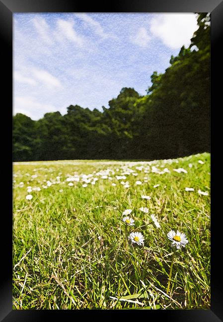 Field of Daisies Framed Print by Jeni Harney