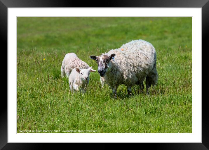 Sheep and Lamb Framed Mounted Print by Chris Dorney