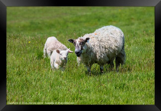Sheep and Lamb Framed Print by Chris Dorney