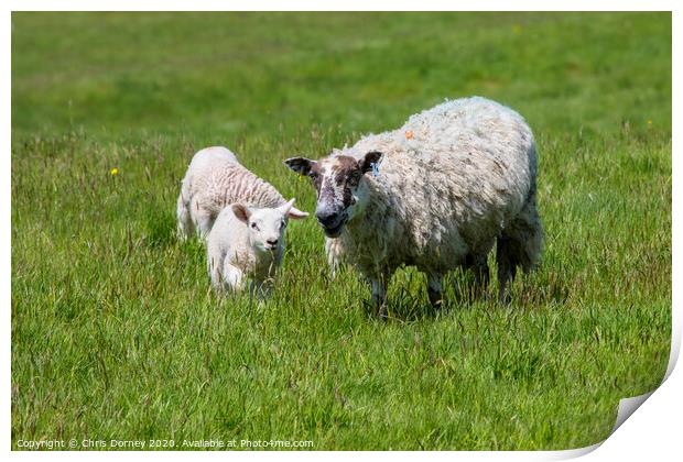 Sheep and Lamb Print by Chris Dorney