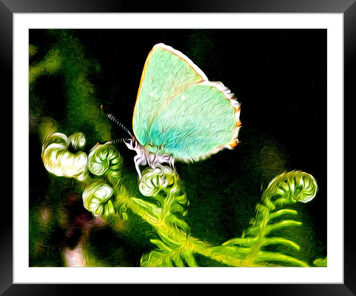 Green Hairstreak Butterfly Framed Mounted Print by val butcher