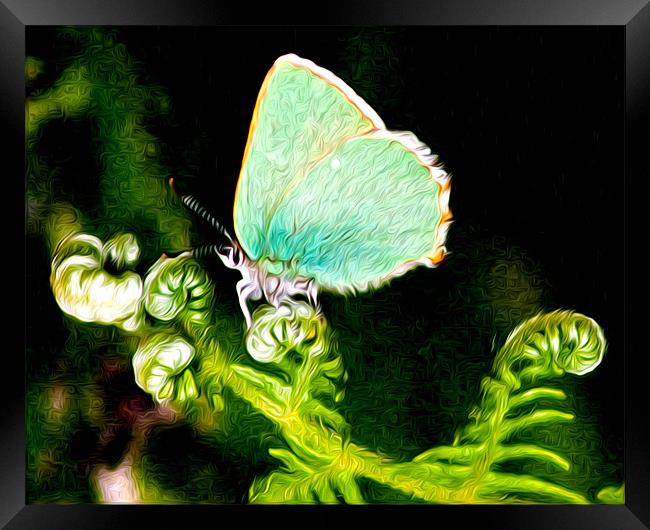 Green Hairstreak Butterfly Framed Print by val butcher