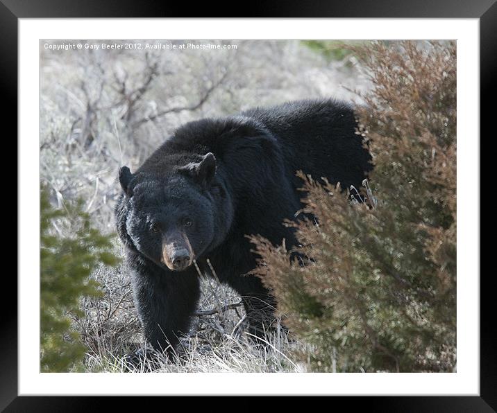 Black Bear Framed Mounted Print by Gary Beeler