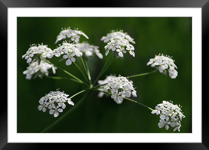 Just a Weed Framed Mounted Print by Jacqi Elmslie