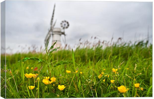 Buttercup windmill Canvas Print by Stephen Mole