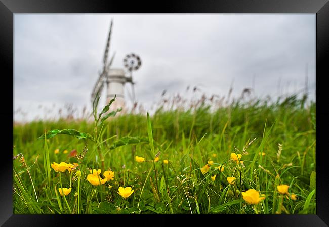 Buttercup windmill Framed Print by Stephen Mole