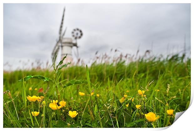 Buttercup windmill Print by Stephen Mole