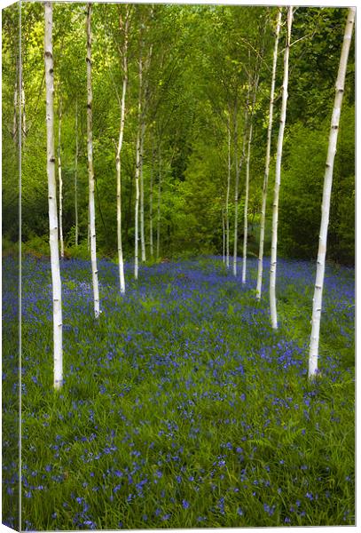 Birch trees and bluebells Canvas Print by Rory Trappe