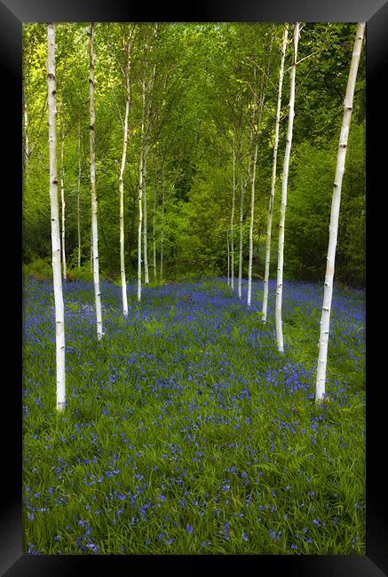 Birch trees and bluebells Framed Print by Rory Trappe
