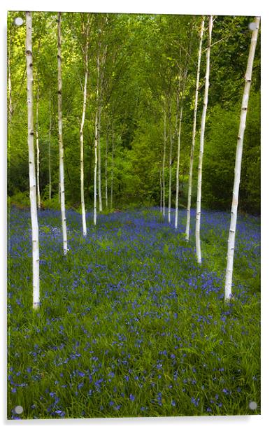 Birch trees and bluebells Acrylic by Rory Trappe