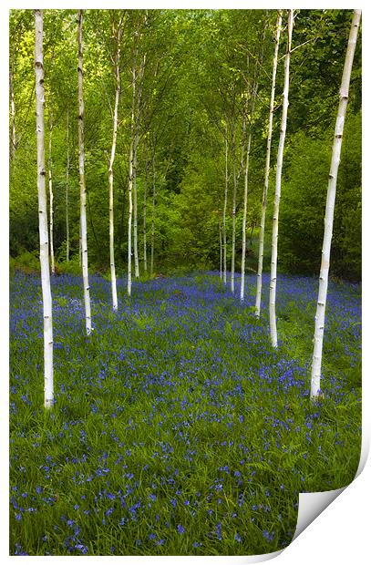 Birch trees and bluebells Print by Rory Trappe