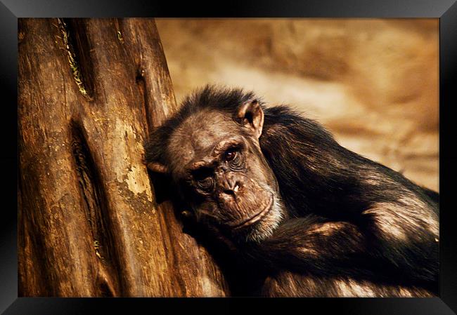 Chimpanzee Framed Print by Keith Thorburn EFIAP/b