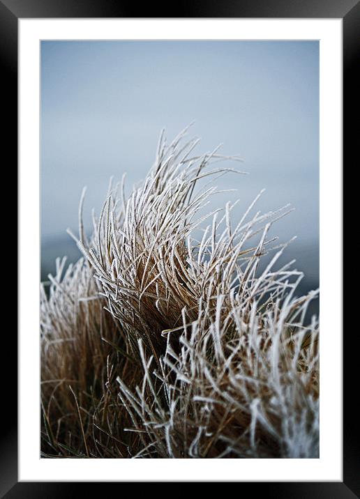 Frosted Grass Framed Mounted Print by David Pringle