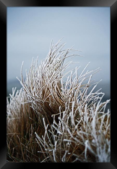 Frosted Grass Framed Print by David Pringle