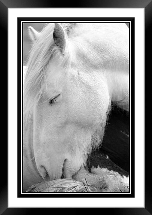 Sleeping pony Framed Mounted Print by Craig Coleran