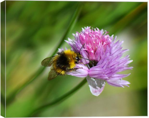 Bee Chive Canvas Print by Donna Collett