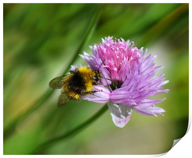 Bee Chive Print by Donna Collett