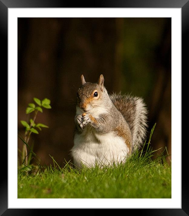 Squirrel  eating nuts in Saltwell Park Framed Mounted Print by Richie Miles