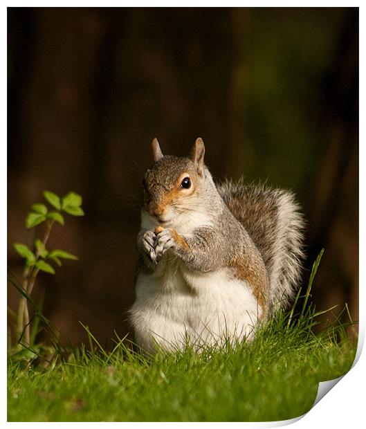 Squirrel  eating nuts in Saltwell Park Print by Richie Miles
