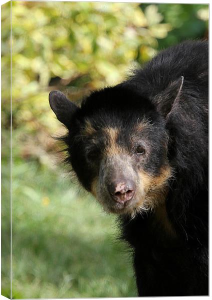 Andean bear cub Canvas Print by Chris Turner