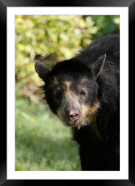 Andean bear cub Framed Mounted Print by Chris Turner