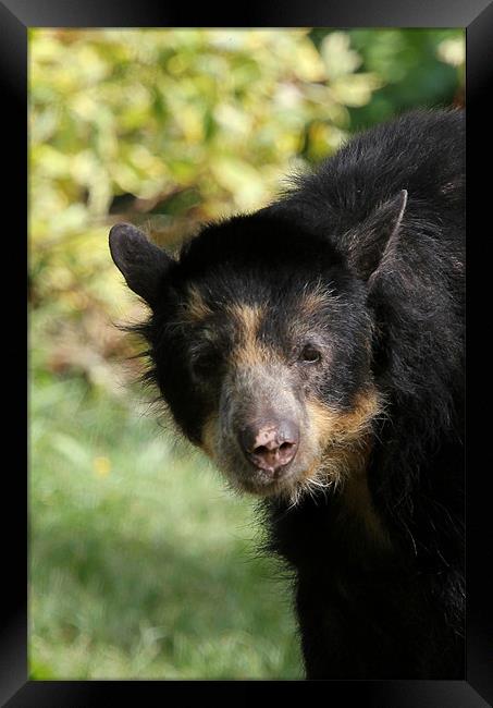 Andean bear cub Framed Print by Chris Turner